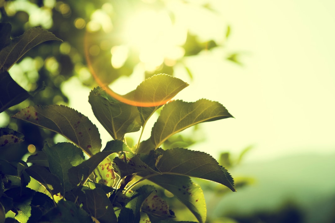 Photo Green leaves